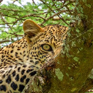 LEOPARD NDUTU TANZANIE
