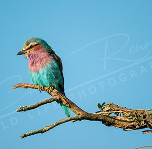Rollier à longs brins – Lilac-breasted roller Serengeti Tanzanie