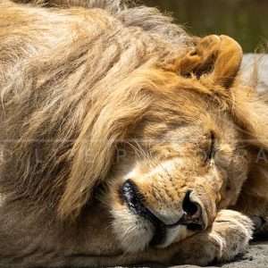 Magnifique Lion qui dort