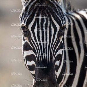 Portrait du Zèbre