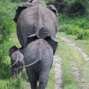 Elephant back NDUTU TANZANIE