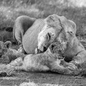 Lionne et ses Lionceaux