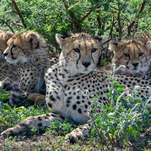Guépard Famille Cheetah Family